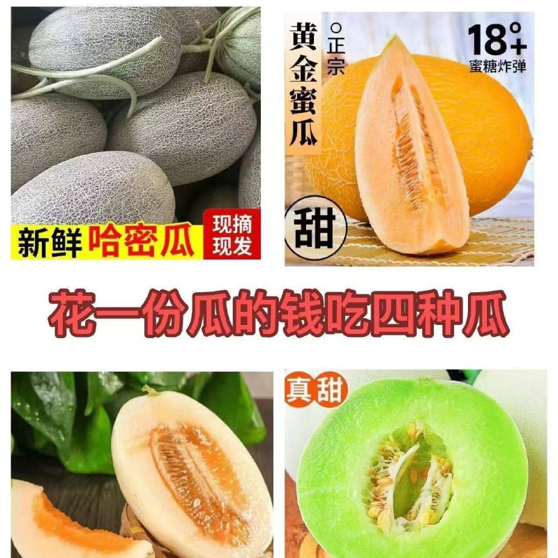 四款蜜瓜+甜瓜组合4个带箱9-10斤 到手🉐18.9【哈密瓜+黄金蜜瓜+东方蜜瓜+玉菇甜瓜】皮薄肉厚 香甜爽口 鲜嫩多汁[吃瓜]一次体验四种口味 限量抢购 ！
